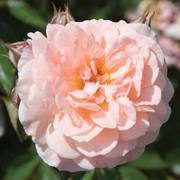 Apricot Drift®